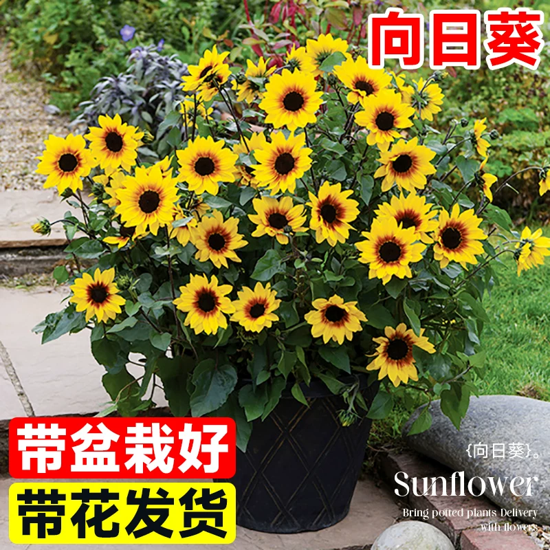 光辉岁月向日葵盆栽活苗带花苞室内花卉阳台植物孑太阳花四季开花